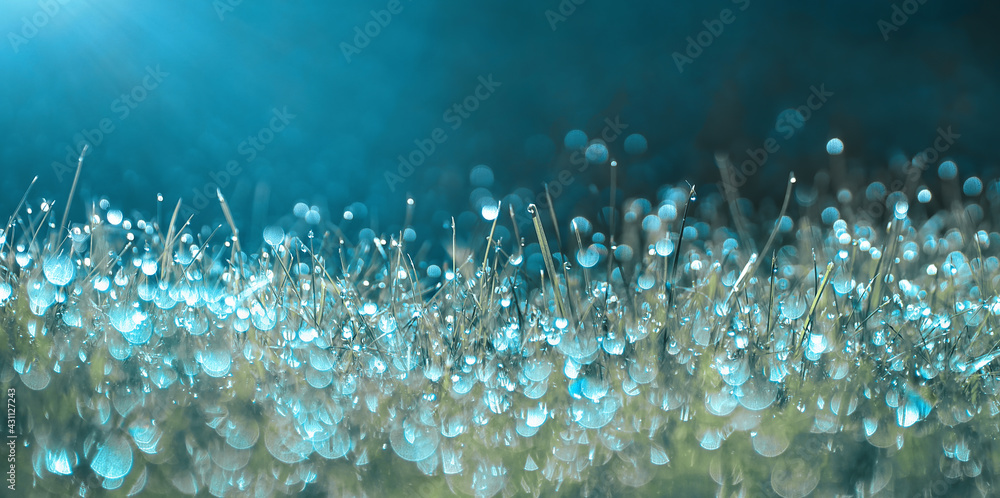 Aufkleber many dew drops glow and sparkle in sun in morning fresh wet grass in nature. beautiful bokeh circles