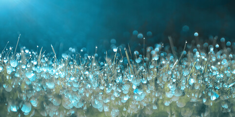 Many dew drops glow and sparkle in sun in morning fresh wet grass in nature. Beautiful bokeh...