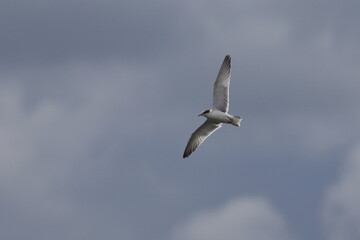 common tern
