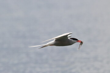 tern