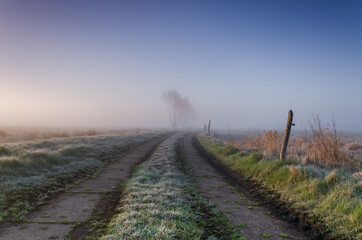 MISTY GRASSLAND - A cool spring morning on the farm 
