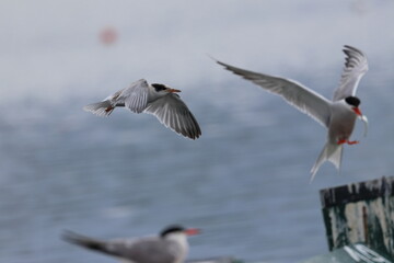 common tern