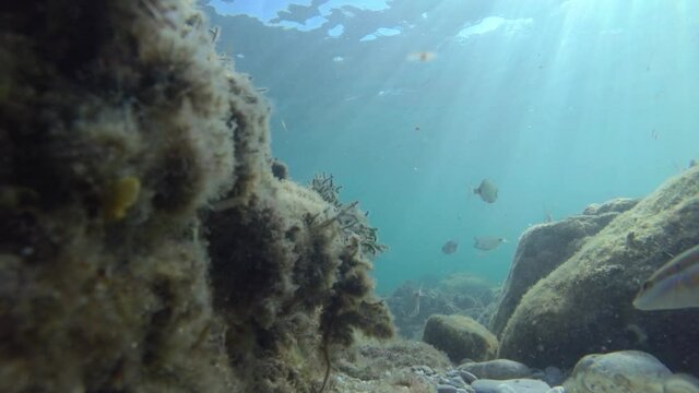 Adriatic sea fishes in the natural environment. Sea fish in water near the shore with a rocky bottom. Sheephead bream and Mediterranean rainbow wrasse species of fish pass in front of the camera