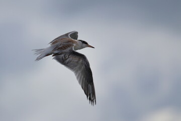 Obraz premium juvenile commone tern