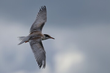 Fototapeta na wymiar juvenile commone tern