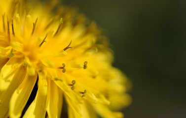 First yellow dandelion flower in mid-spring