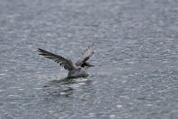 swimming common tern chick