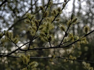 MORNING WALK IN THE PARK WITH CAMERA.