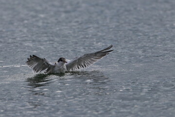 swimming common tern chick