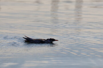 common tern