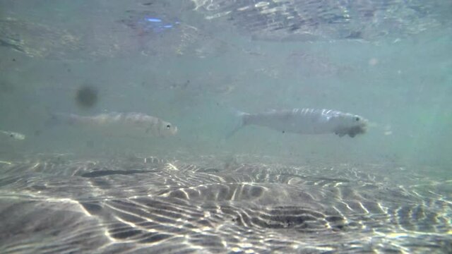 Adriatic sea fish in the natural environment. Mullet fish in shallow sea water. An underwater shot of a shallow sea with a sandy bottom and a flock of mullets passing quickly in front of the camera
