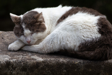 Chat noir et blanc dormant sur le bord d'un mur