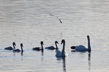 mute swan