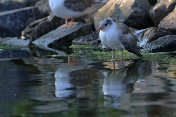 common tern chick