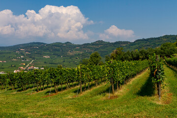 Fototapeta na wymiar Vineyards over the Verona's hills