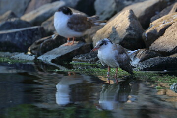 common tern chick