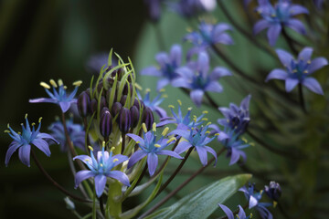 庭の植物、生き物たち