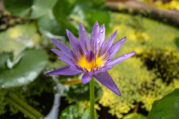 Purple lotus flowers are beautiful in nature. It is a water plant that is common in Ratchaburi Province, Thailand