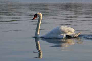 Fototapeta premium mute swan