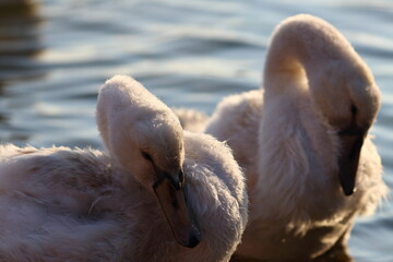 mute swan chick