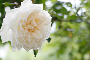 庭の植物、生き物たち