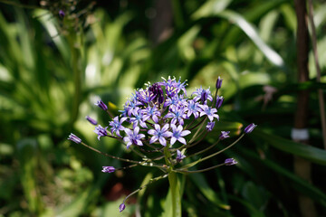 庭の植物、生き物たち