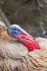 Turkey selection focus with blurred backgrounds.