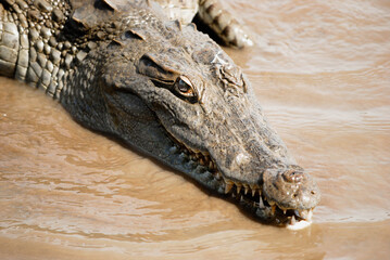 Crocodile in Burkina Faso