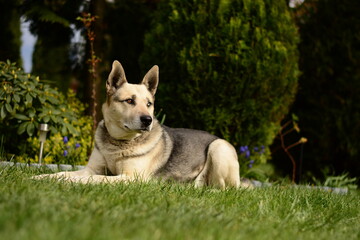 Pies siedzący na trawie w ogrodzie - obrazy, fototapety, plakaty