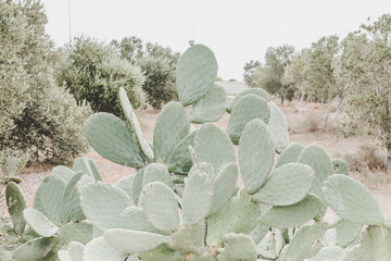 kaktus