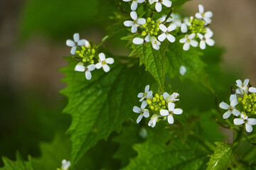 rośliny natura kwiaty flora makro 