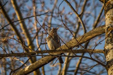 Thrush sits on a tree branch on a spring day