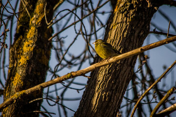 greenfinch bird sits on a branch on a warm spring morning