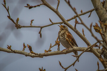 Thrush sits on a tree branch on a spring day