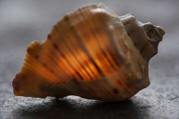 seashell on grey background with light shining through