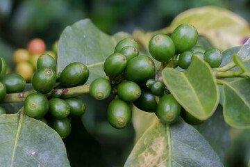 Raw green coffee bean tree with leaf.