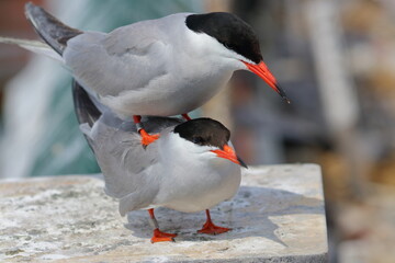 mating tern