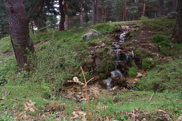 góry las rośliny natura flora zieleń