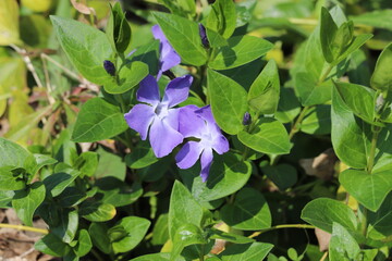 春の庭に咲くツルニチニチソウの紫色の花