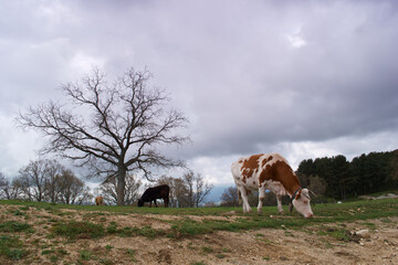krowa zwierze trawa zieleń rośliny