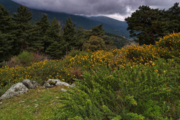 góry las rośliny natura flora zieleń © Piotr