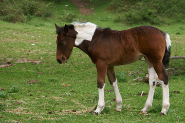 koń zwierze na zewnątrz trawa rośliny © Piotr
