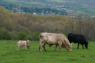 bydło krowy rogate trawa rośliny przyroda