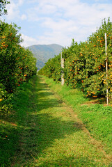 Fototapeta na wymiar Landscape Orange Tree in the farm that provide agricultural product is orange fruits , Chiangrai , Thailand