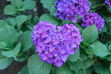 Obraz premium 紫陽花