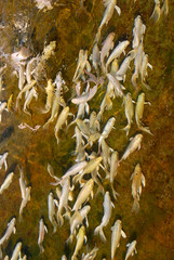 Fototapeta premium White Butterfly koi, longfin koi, or dragon carp are a type of ornamental fish notable for their elongated finnage. The fish are a breed of the common carp in the pool.