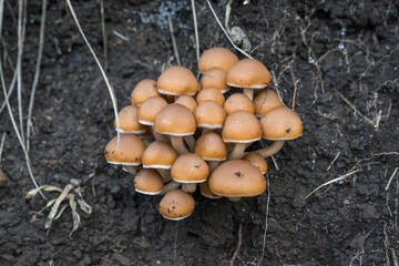 mushrooms in the forest
