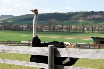 Ein drei Meter hoher männlicher Strauß  auf einer Straußenfarm- Die riesigen, mit ihren Krallen...