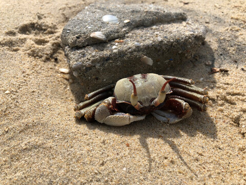 Horn-eyed ghost crab on the sand beach.