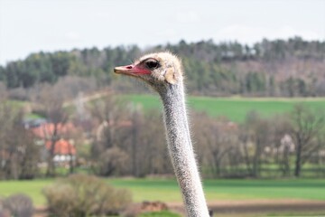 Blick in die Landschaft - Der Kopf und der Hals eines Strau&szlig;es